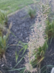 Calamagrostis epigejos