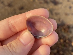 Mactra stultorum