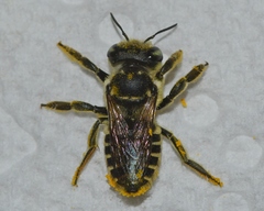 Megachile albitarsis