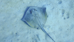 Dasyatis pastinaca