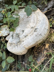 Trametes cubensis
