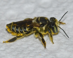 Megachile albitarsis