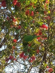 Trichoglossus chlorolepidotus