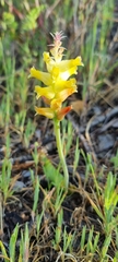 Lachenalia lutea