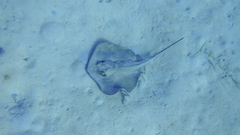 Dasyatis pastinaca