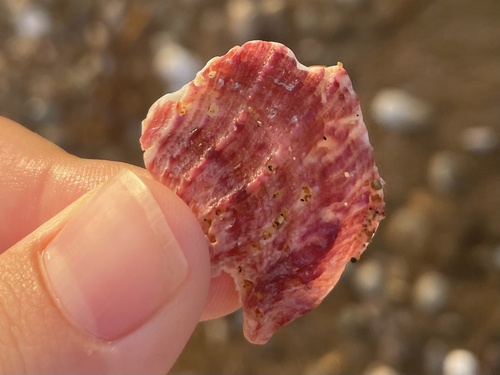 Photo of European thorny oyster (Spondylus gaederopus)