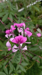 Cleome speciosa