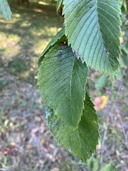 Ulmus