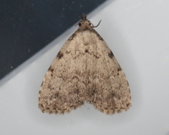 Dyspyralis puncticosta