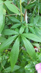 Cleome speciosa