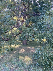 Ulmus