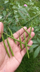 Cleome speciosa