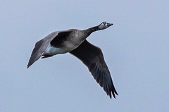 Anser anser × Branta canadensis