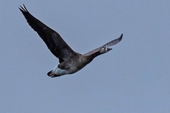Anser anser × Branta canadensis