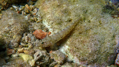 Gobius incognitus