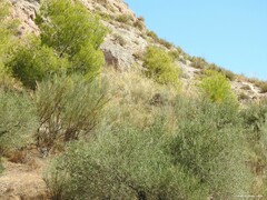 Macrochloa tenacissima