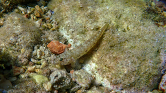 Gobius incognitus