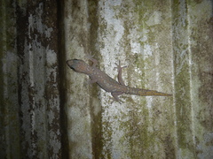 Oedura tryoni