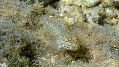 Gobius incognitus