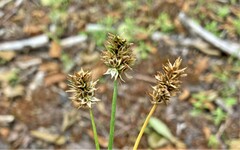 Carex hoodii
