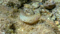 Gobius incognitus