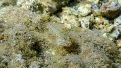 Gobius incognitus