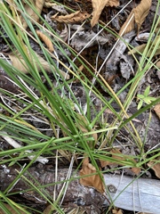 Carex hoodii