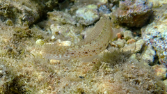 Gobius incognitus