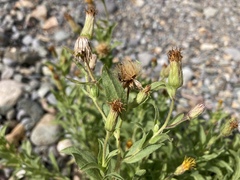 Heterotheca oregona