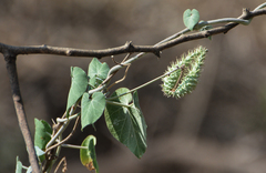 Pergularia tomentosa