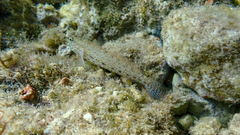 Gobius incognitus