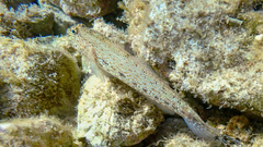 Gobius incognitus