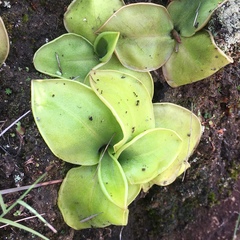 Pinguicula acuminata