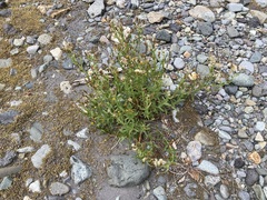 Heterotheca oregona