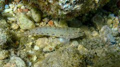 Gobius incognitus