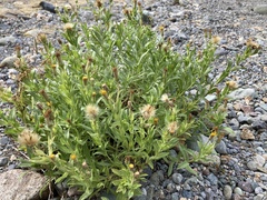 Heterotheca oregona