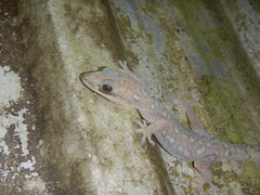 Oedura tryoni