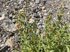Heterotheca oregona