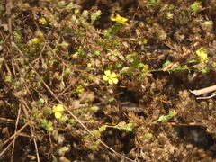 Deinandra