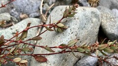 Polygonum minimum