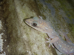 Oedura tryoni