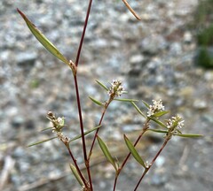 Polygonum nuttallii