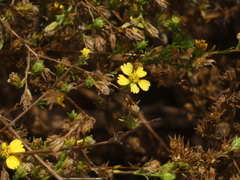 Deinandra