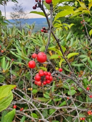 Ilex montana