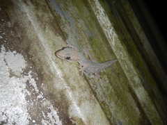 Oedura tryoni