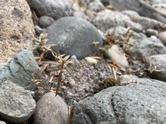 Polygonum nuttallii