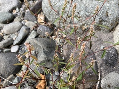 Polygonum nuttallii