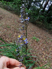 Dianella caerulea