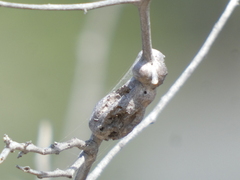 Asphondylia atriplicis