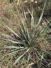 Yucca filamentosa